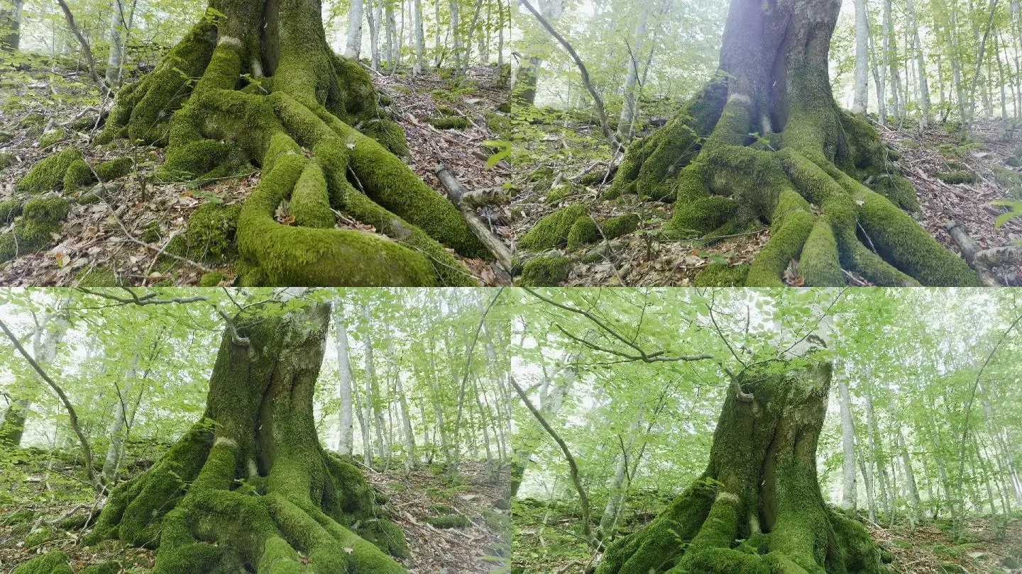 eC1vc3MtcHJvY2Vzcz1zdHlsZS9yZXNpemVfd183MjA=.webp (1).jpg
