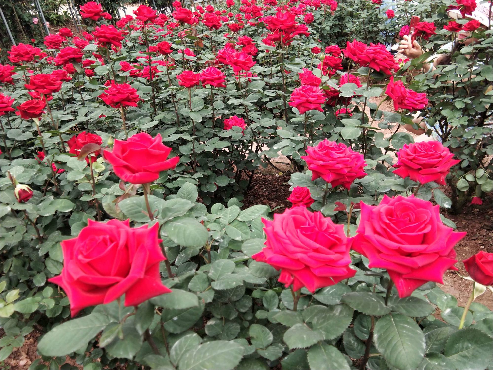 游戏庄园种花赚钱_种花庄园的游戏_庄园种花游戏怎么玩