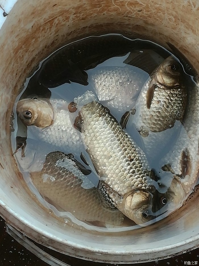 野钓鲫鱼饵料配方大全_野钓鲫鱼视频大全高清_野钓鲫鱼视频高清