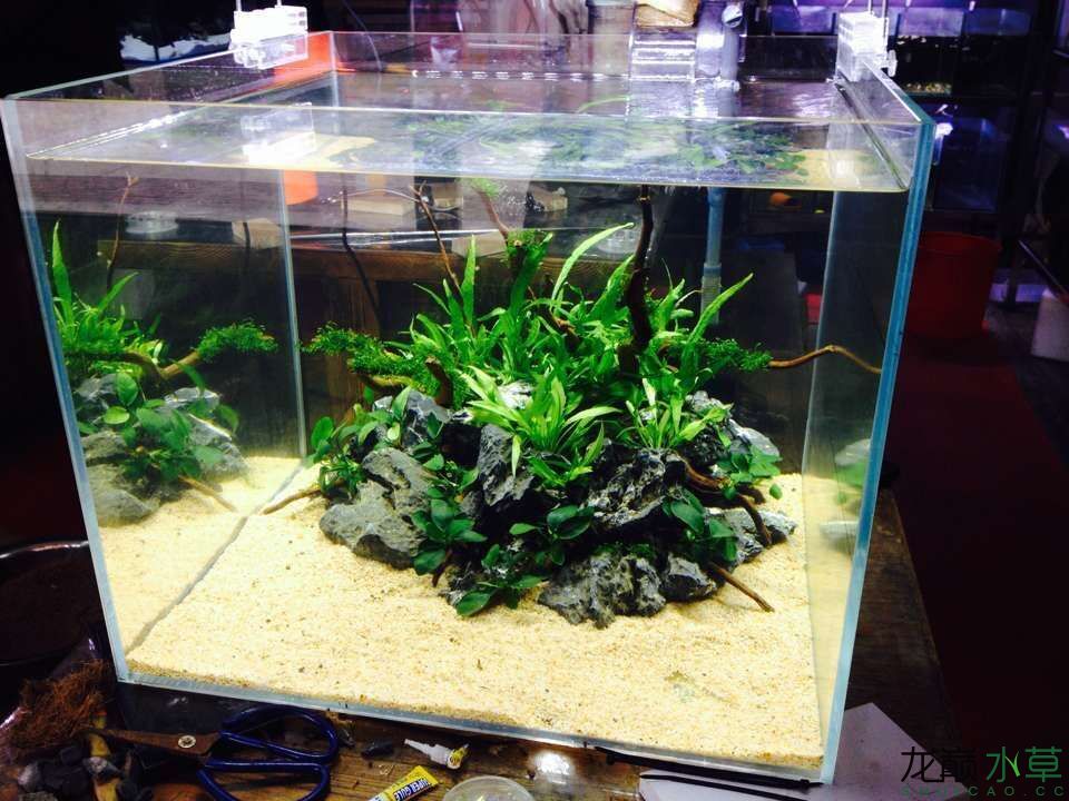 视频造景水草缸怎么做_视频造景水草缸教程_水草缸造景视频
