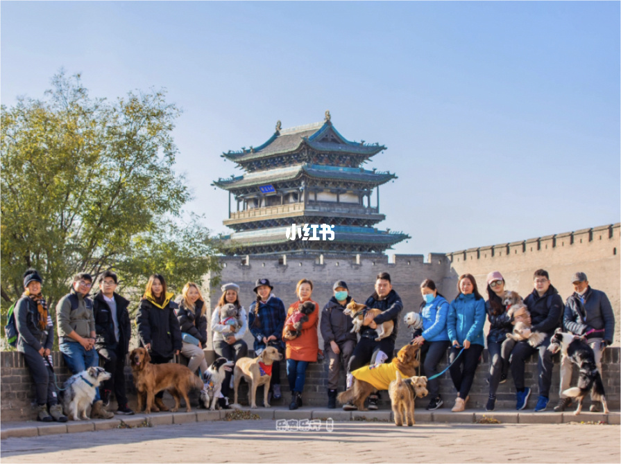 呼市狗市场在哪里_苏州哪里有狗市场_龙泉狗市场在哪里