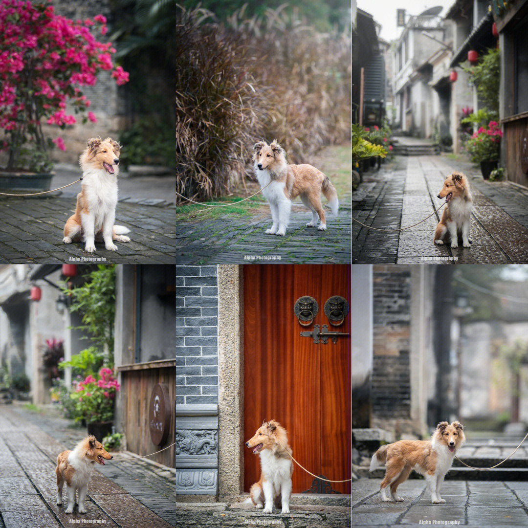 龙泉狗市场在哪里_呼市狗市场在哪里_苏州哪里有狗市场
