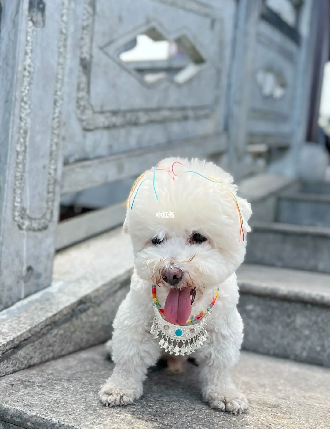 呼市狗市场在哪里_苏州哪里有狗市场_龙泉狗市场在哪里