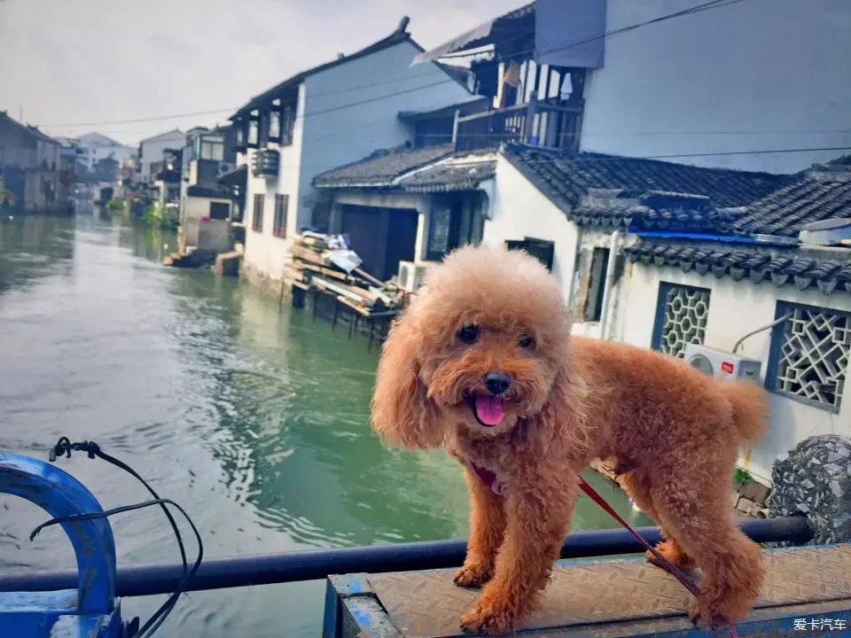 呼市狗市场在哪里_龙泉狗市场在哪里_苏州哪里有狗市场