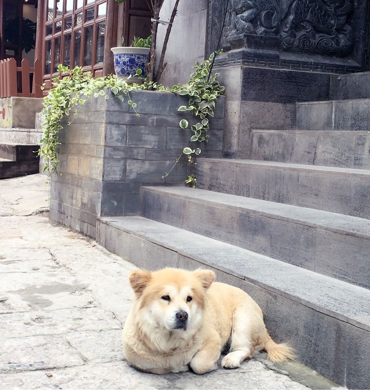 呼市狗市场在哪里_龙泉狗市场在哪里_苏州哪里有狗市场