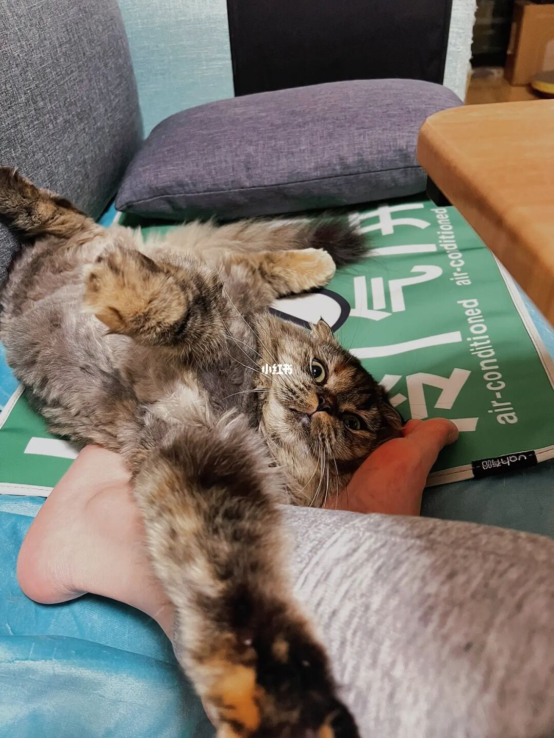 猫咪官方app社区官网_猫咪app官网下载_长虹官网商城官网app