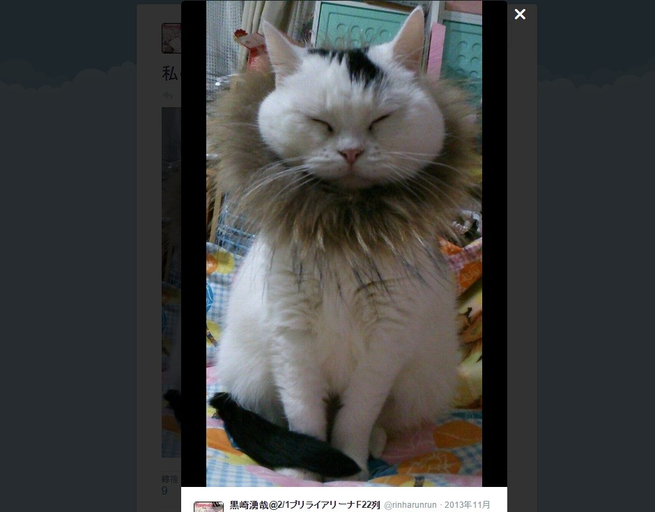 长虹官网商城官网app_猫咪app官网下载_猫咪官方app社区官网
