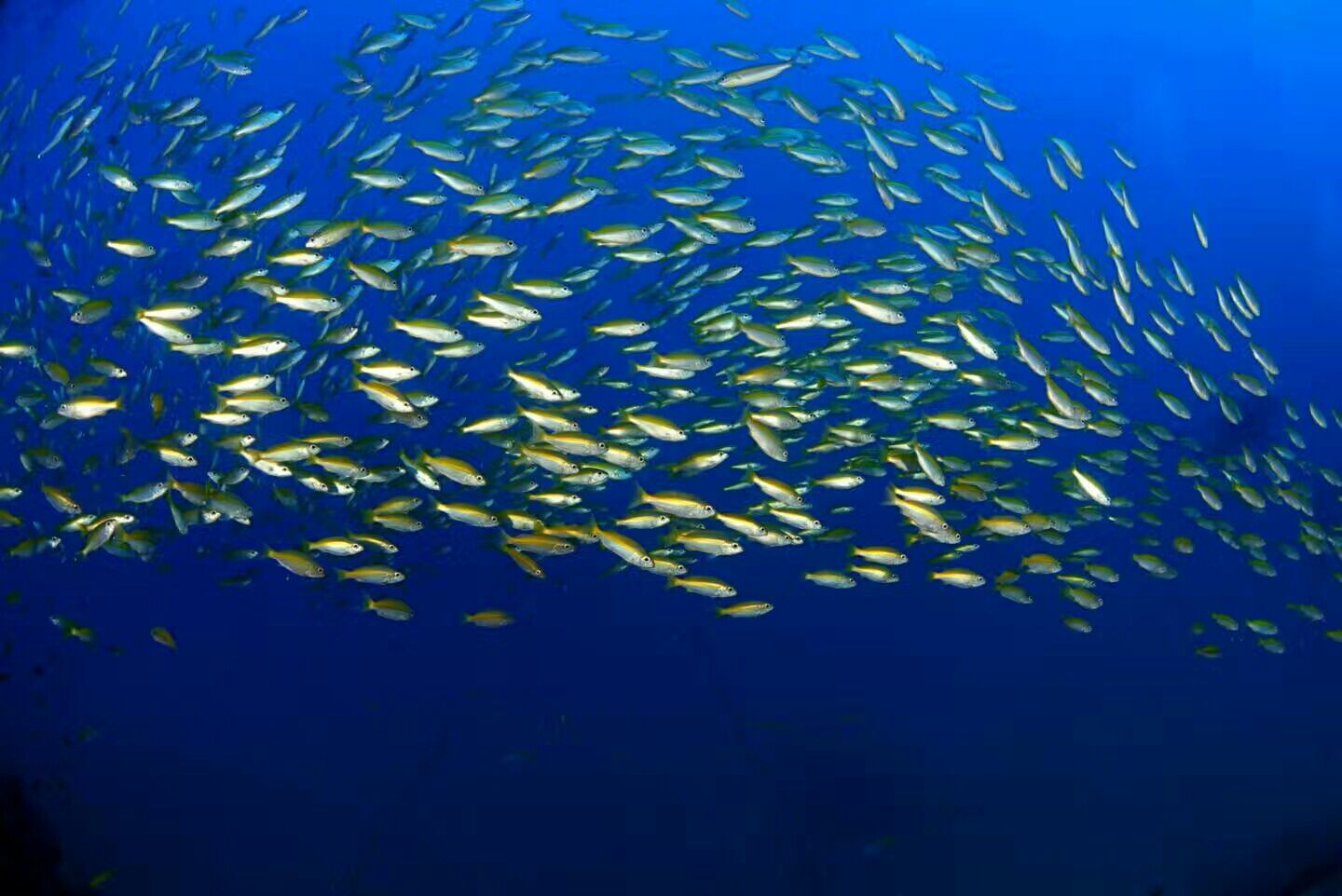 海鱼小说app下载_海鱼小说_大海鱼的小说