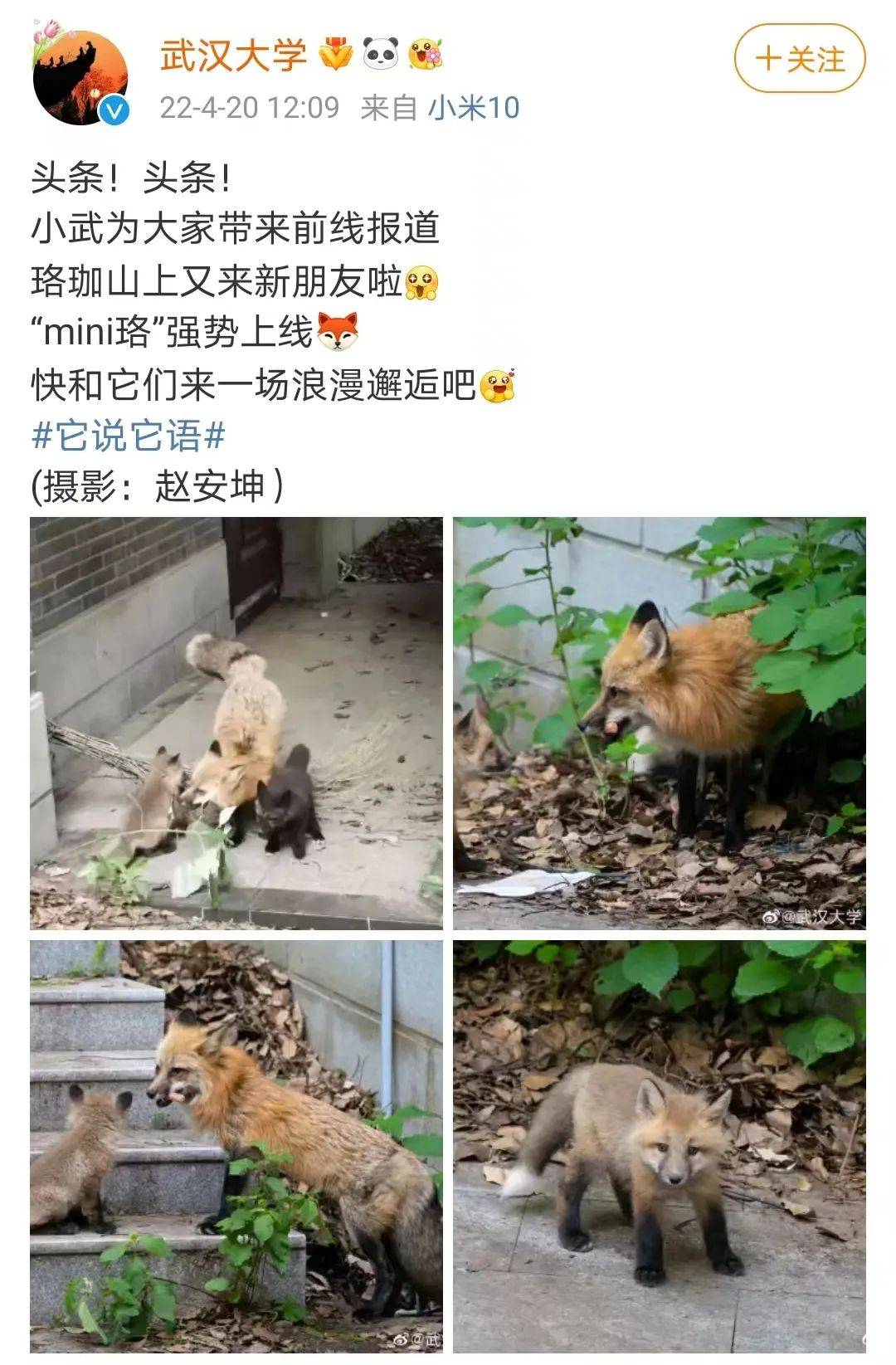 小狐狸郭采洁下载_狐狸相公胡小媚txt下载_小狐狸app下载地址