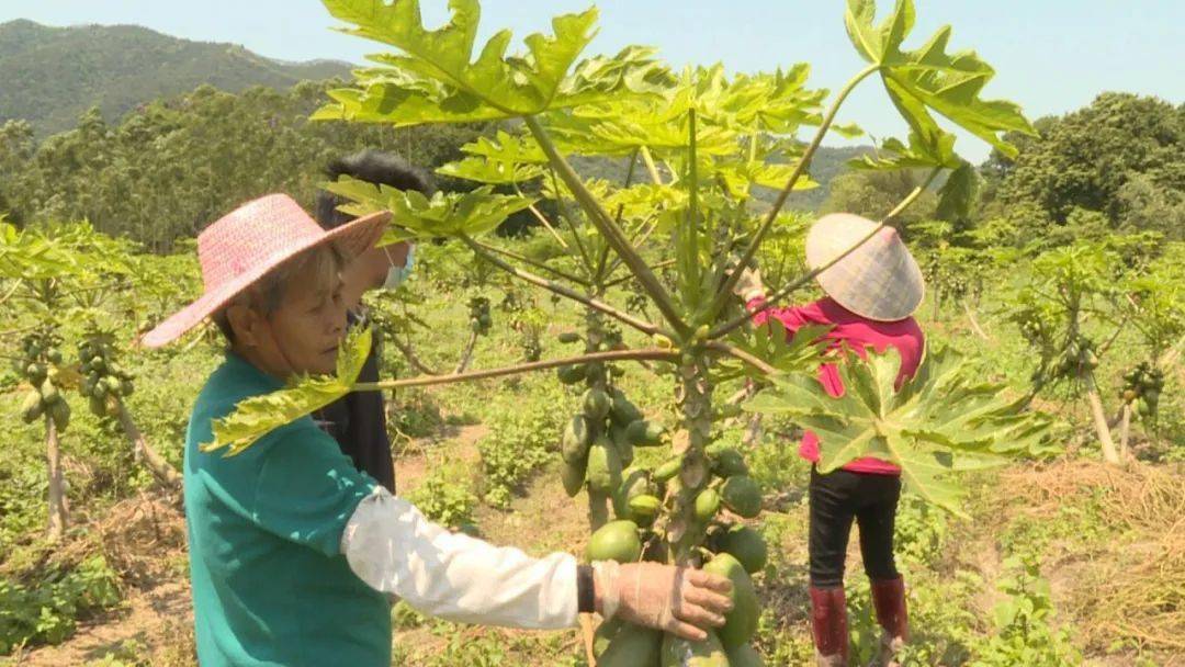 木瓜奇迹端游_新木瓜奇迹_木瓜奇迹吧