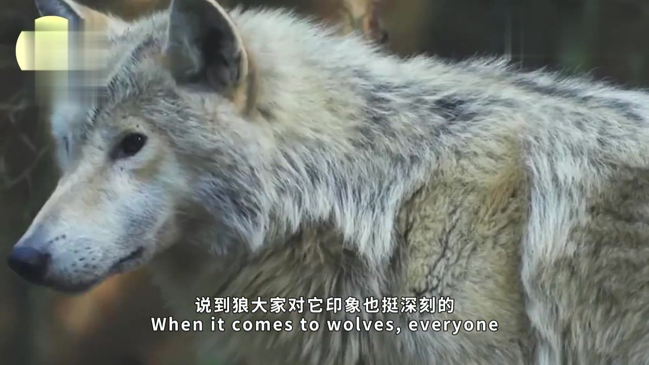 狼有视频_狼视频百科_狼的视频剪辑