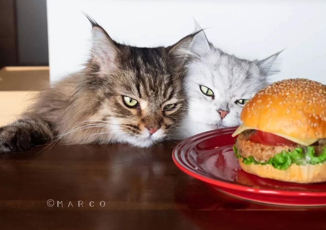 猫贪吃怎么办_猫贪吃的句子_贪吃猫