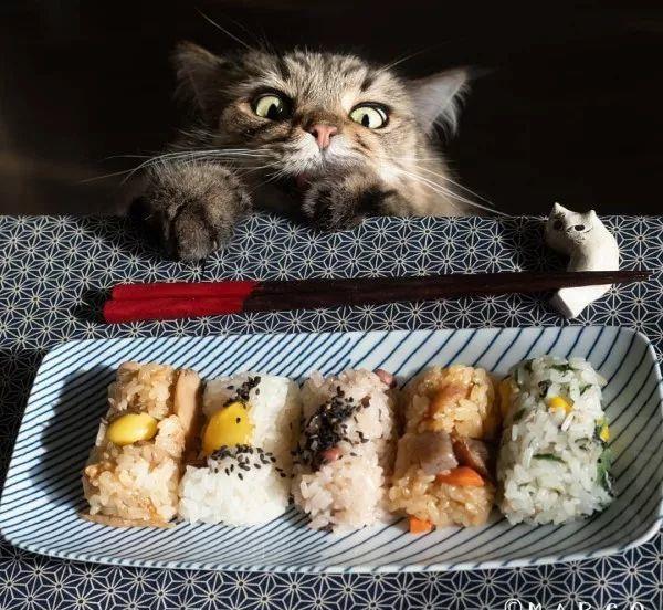 贪吃猫_猫贪吃怎么办_猫贪吃的句子