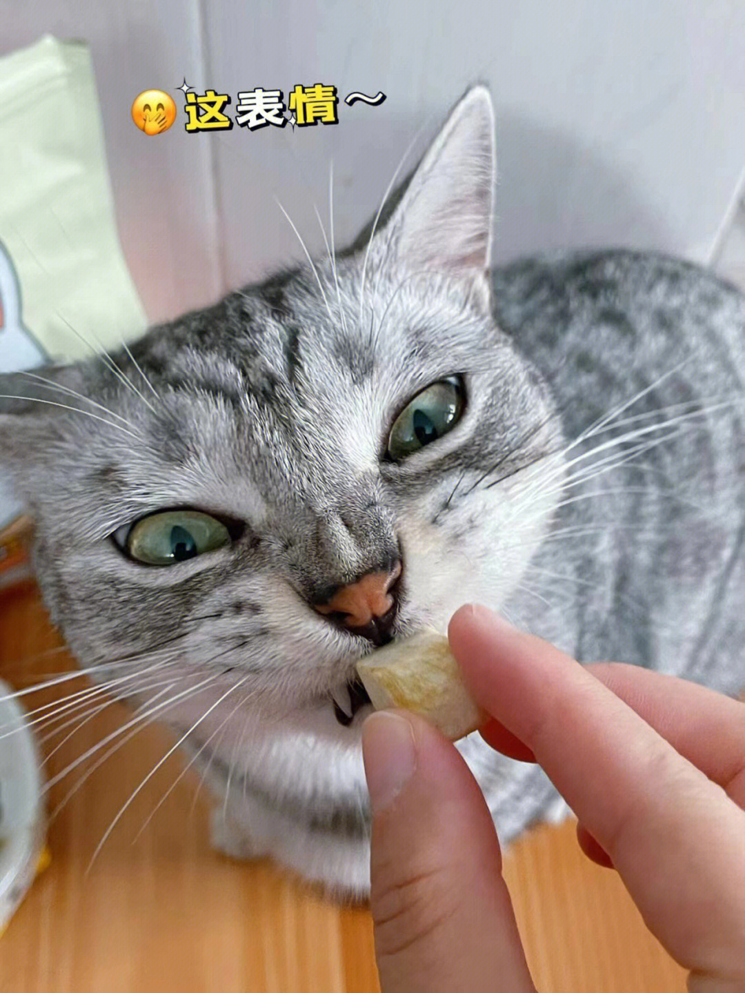 猫贪吃的句子_贪吃猫_猫贪吃怎么办
