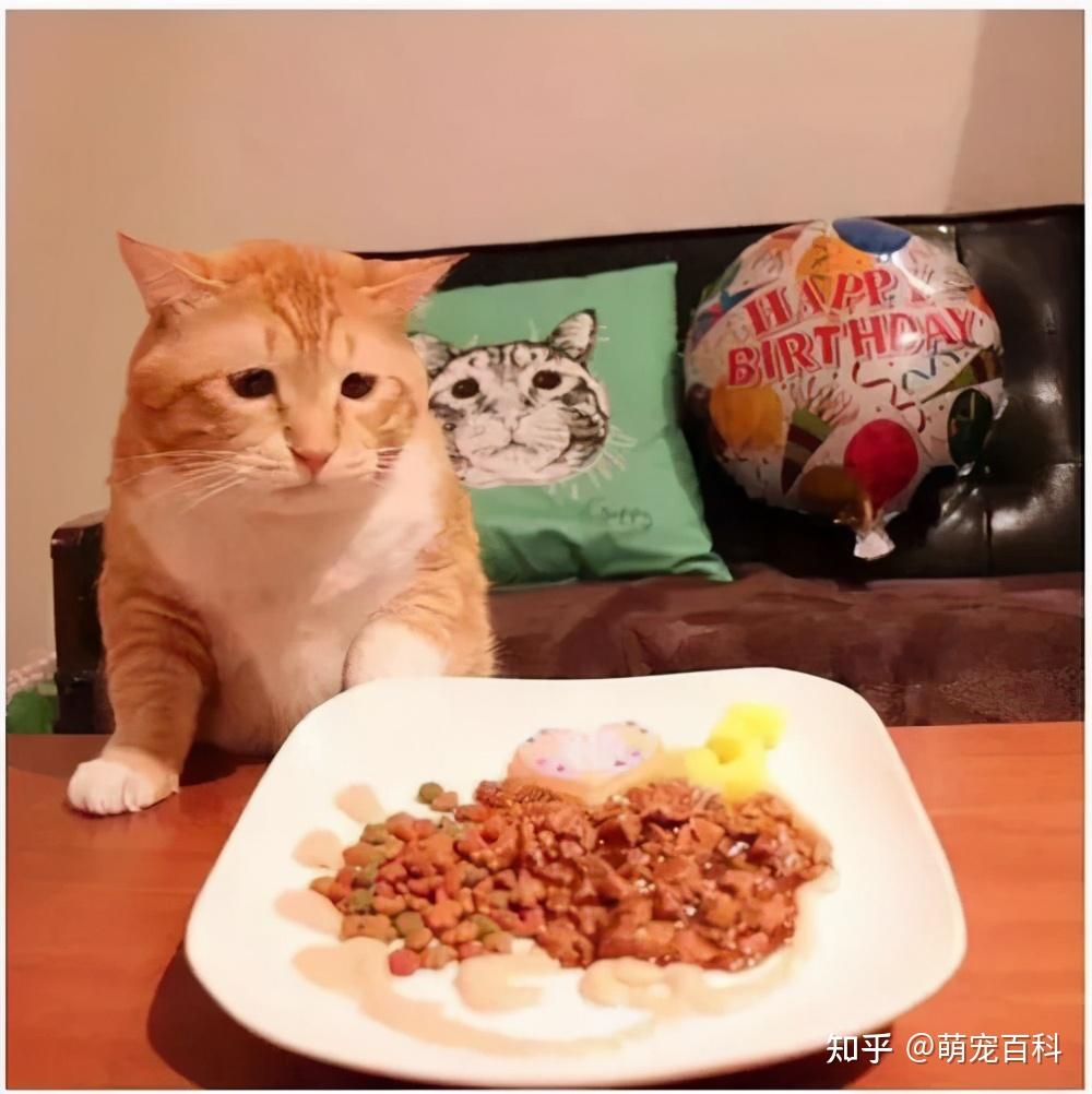 猫贪吃怎么办_贪吃猫_猫贪吃的句子
