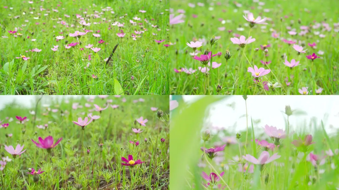 野花视频免费观看_野花视频免费观看_野花视频免费观看