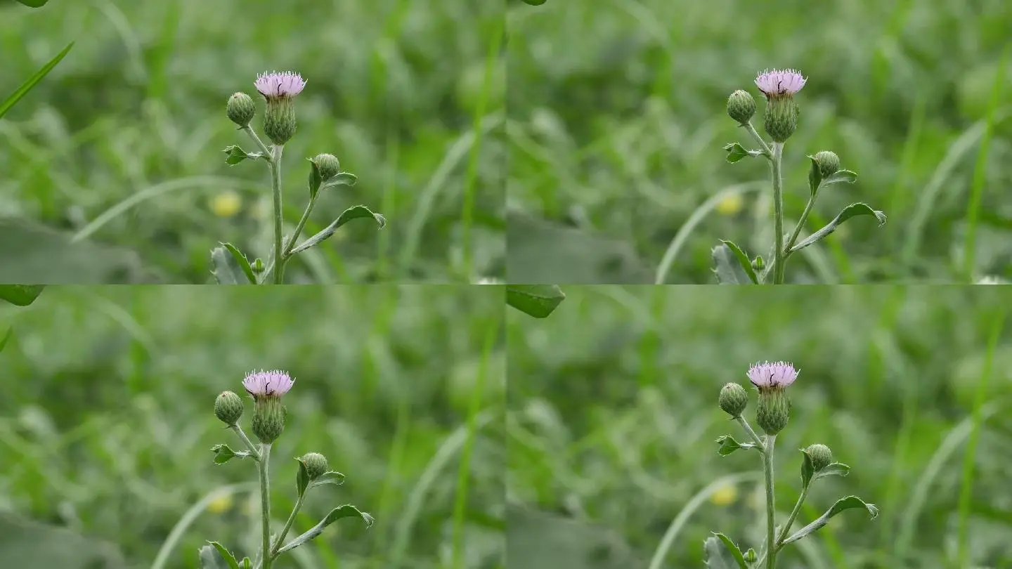 野花视频免费观看_野花视频免费观看_野花视频免费观看