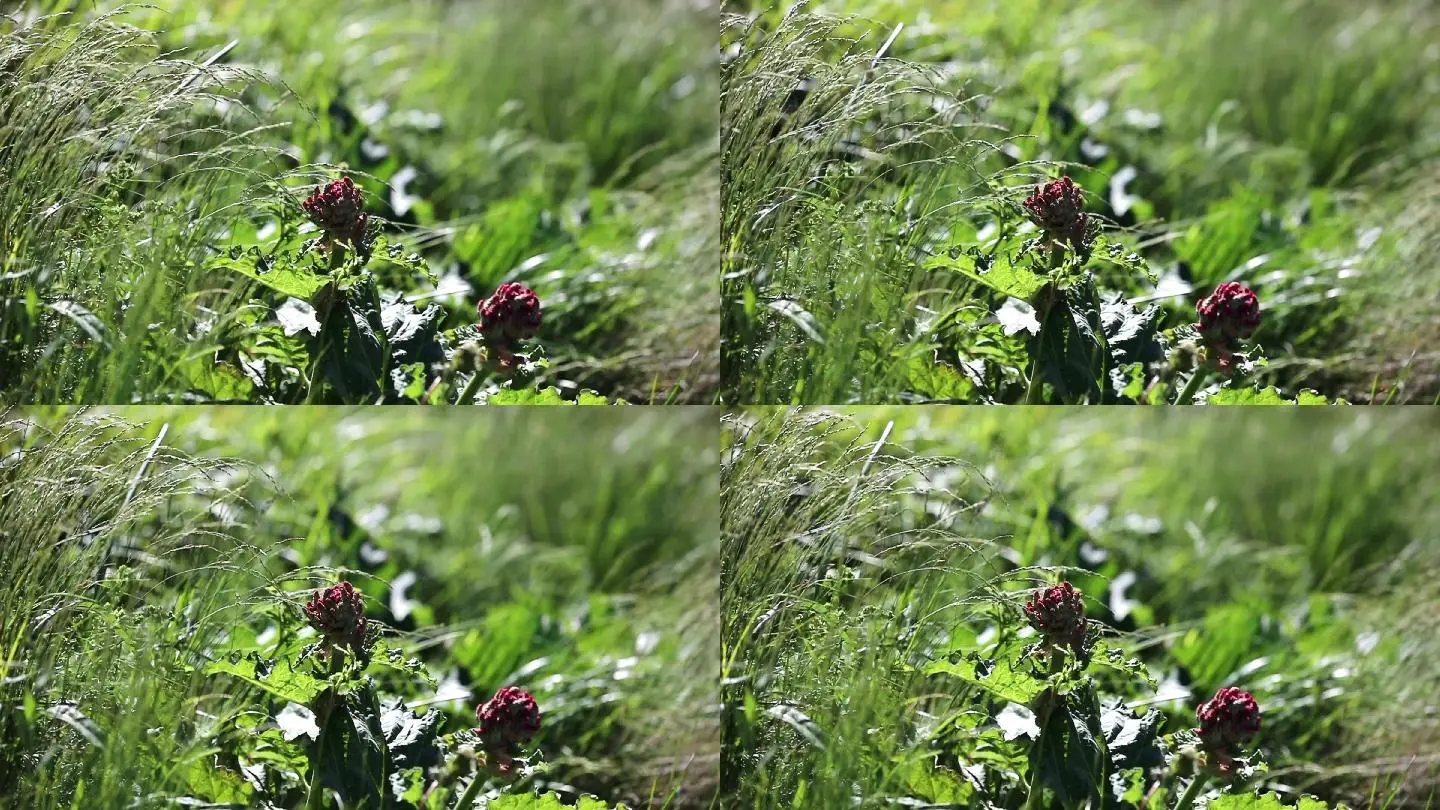 野花视频免费观看_野花视频免费观看_野花视频免费观看