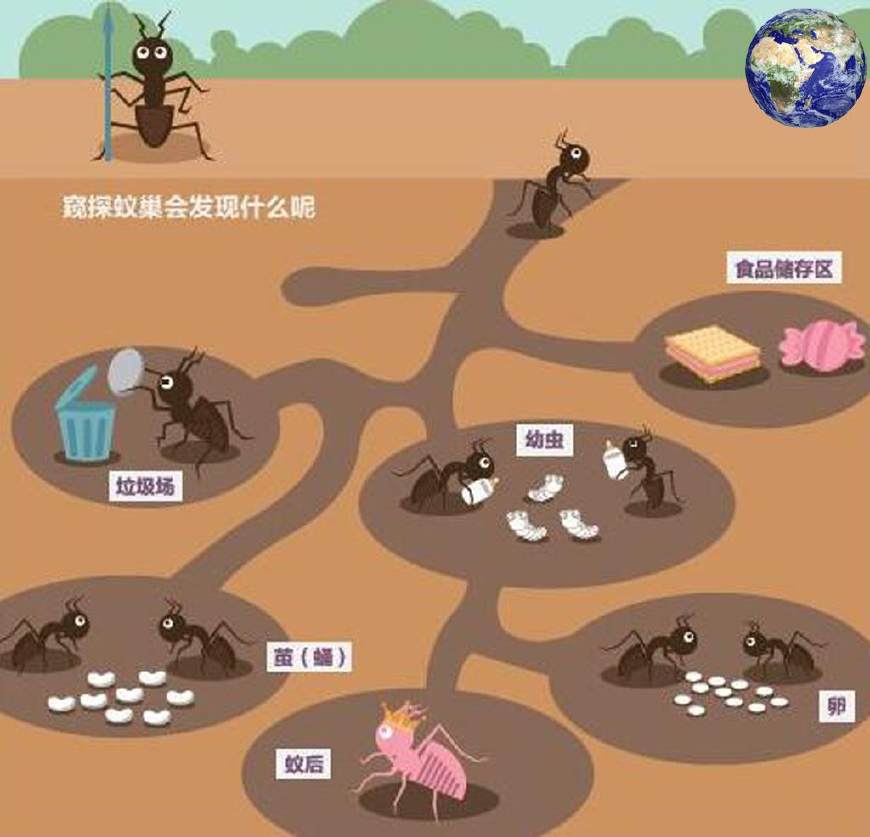 地下蚁国下载安装_地下蚁国下载版_地下蚁国游戏下载
