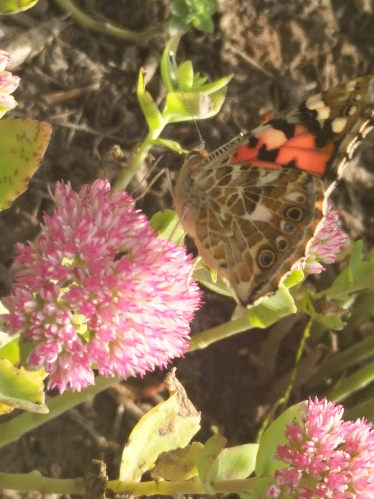 花蝴蝶软件_花蝴蝶软件有病毒吗_童话大王蝴蝶和花