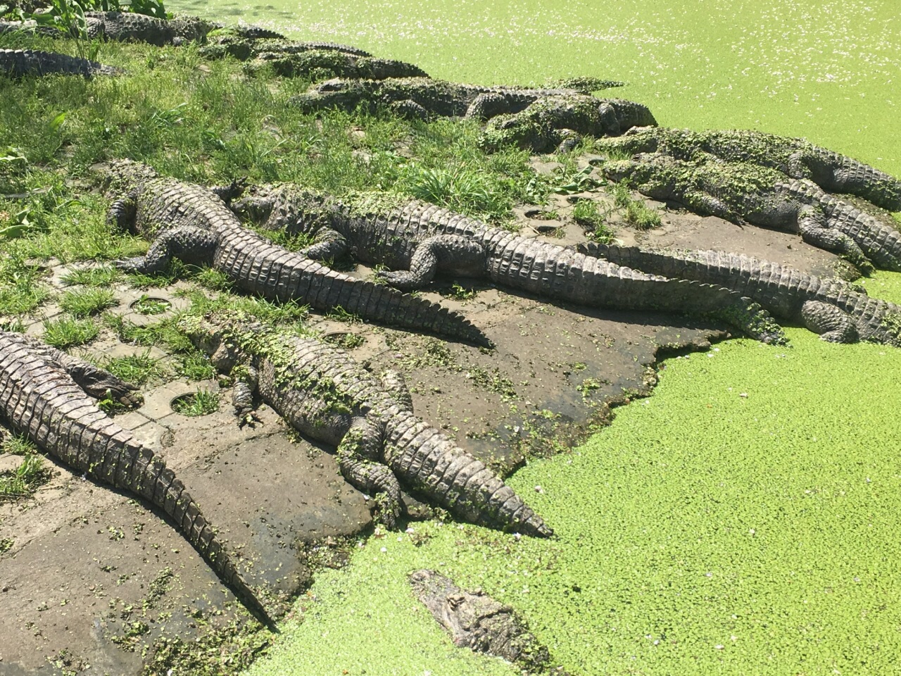 鳄鱼打诺手_打鳄鱼_鳄鱼打得过老虎吗