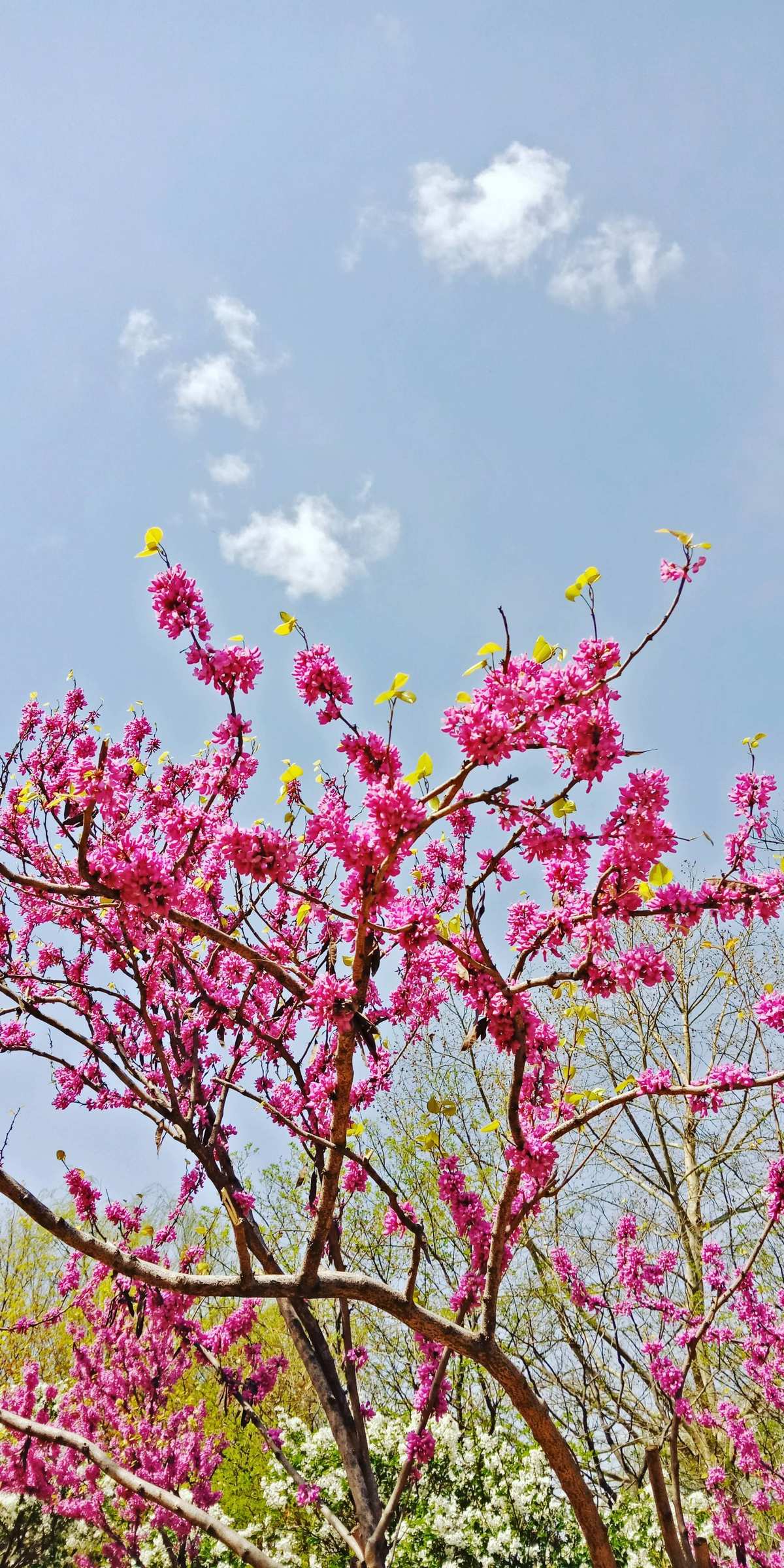 桃花缘桃花劫_桃花妖_妖桃花梦境