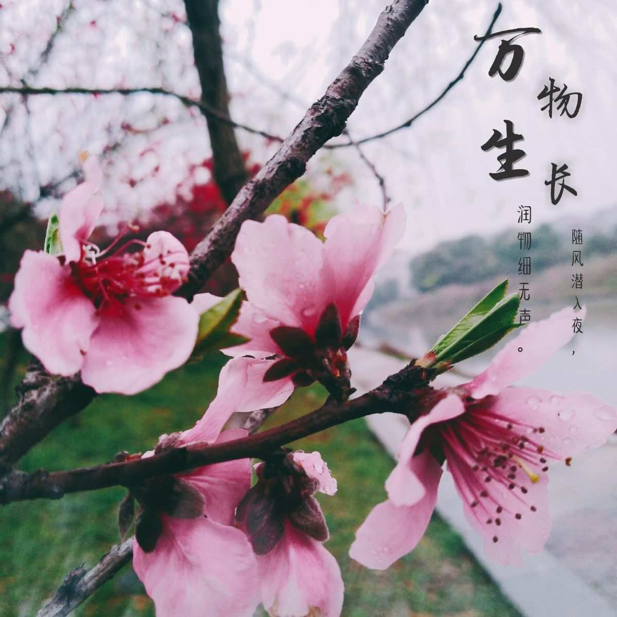 桃花缘桃花劫_妖桃花梦境_桃花妖