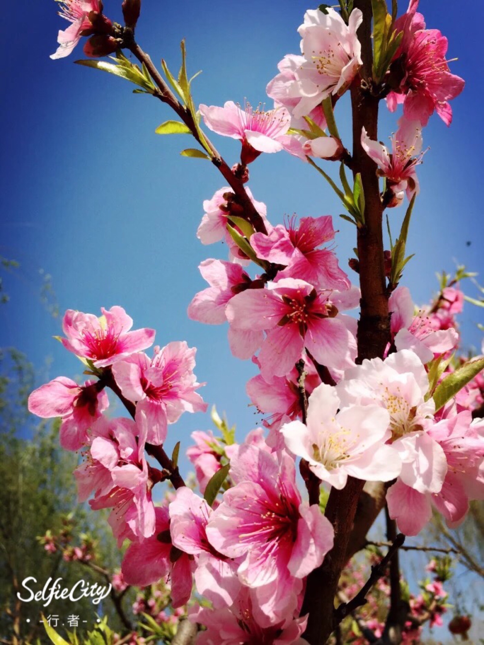 桃花妖_妖桃花梦境_桃花缘桃花劫