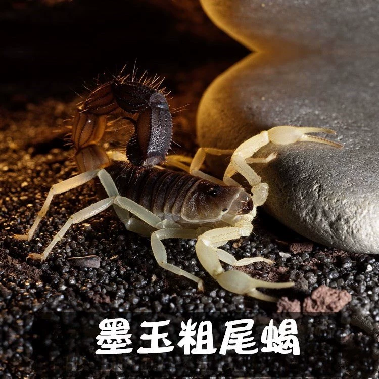 火炬之光2蝎尾狮_蝎尾狮_狮蝎尾巴