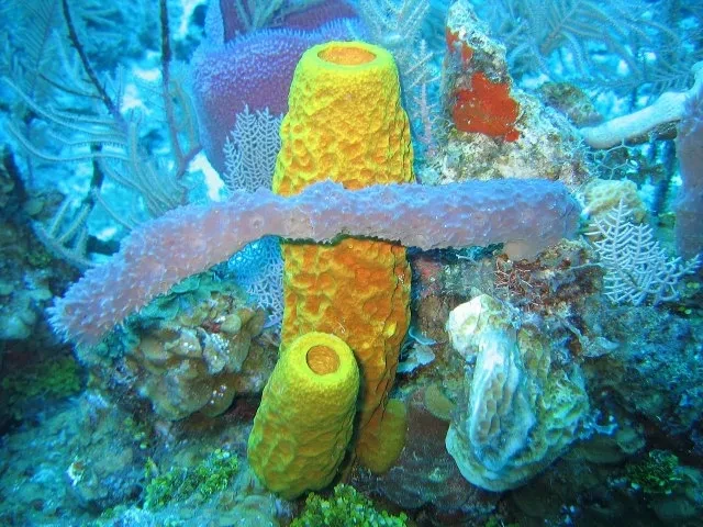 海绵消消看_海绵消消看_海绵消消看