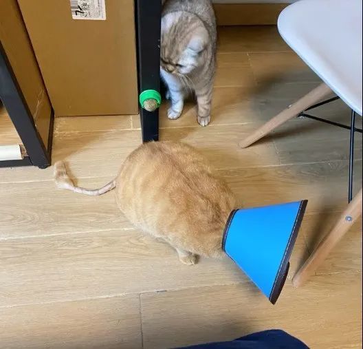 坏猫猫搜索工具_坏坏猫搜索_坏猫搜索又改名了啥