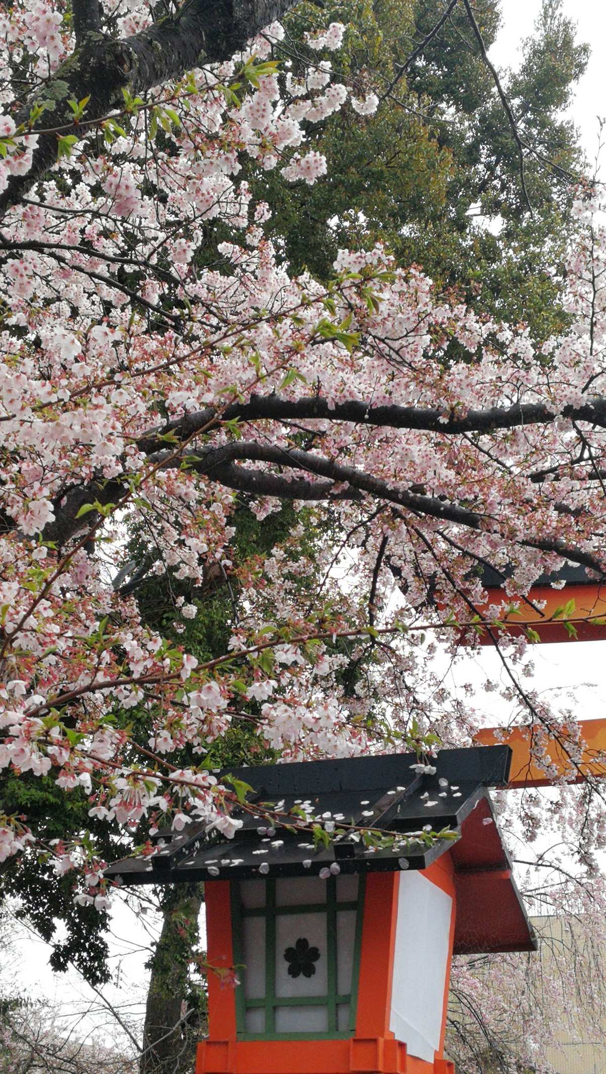 守矢神社_守矢神社汉化组_守矢神社现实原型