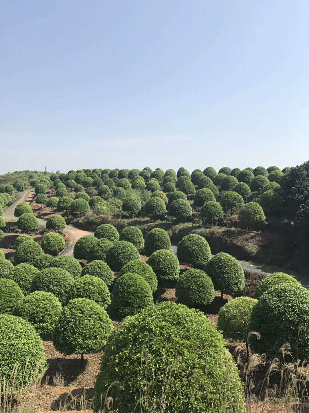 塞西莉娅苗圃怎么打开_塞西莉娅苗圃宝箱怎么开_塞西莉亚苗圃怎么开启