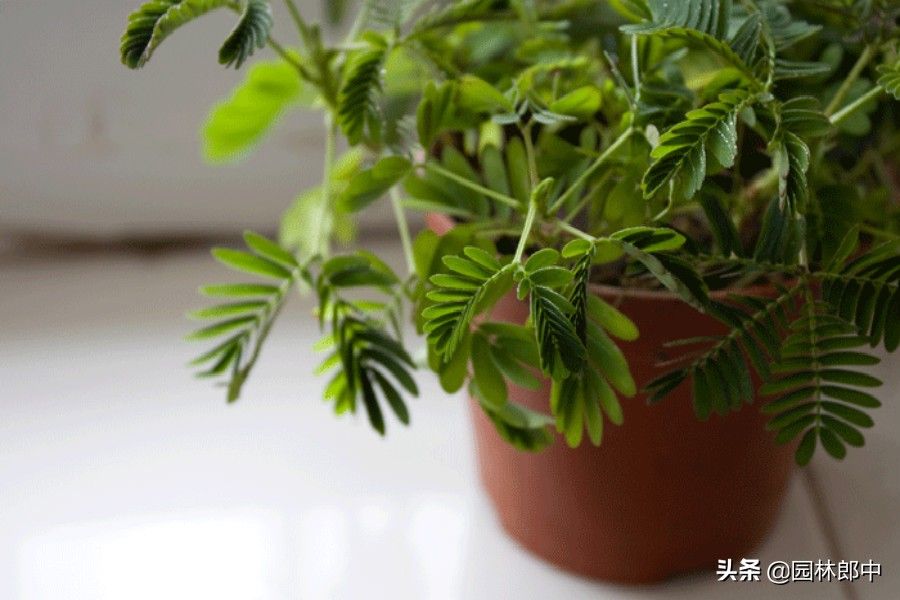 含羞草实验研所网站入口免费进入_含羞草实验研所网站入口免费进入_含羞草实验研所网站入口免费进入