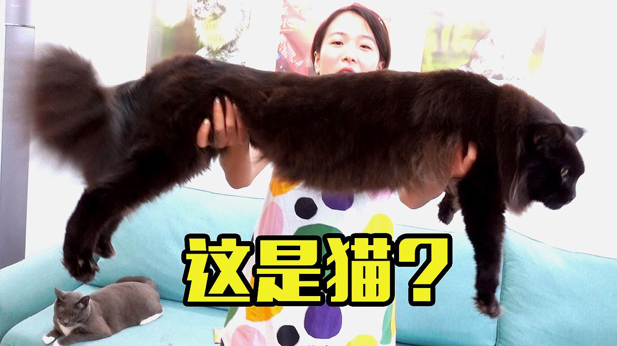 猫咪官网_猫咪官网_猫咪官网