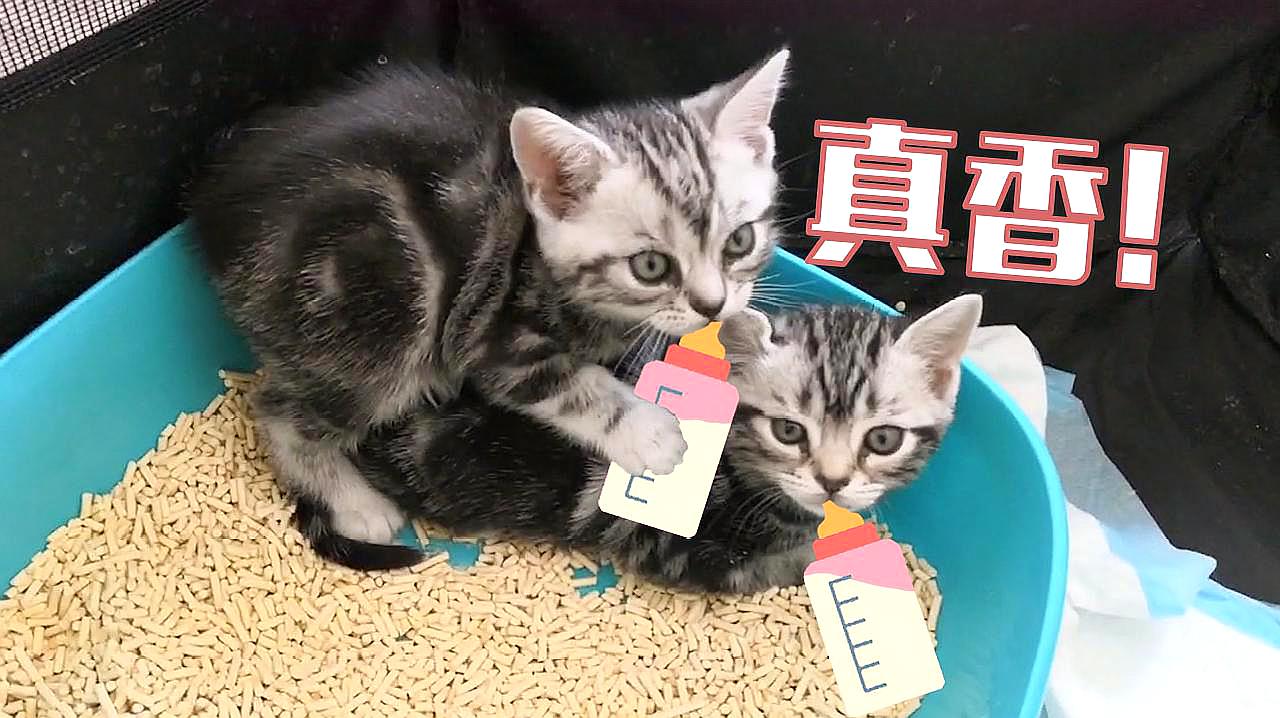 猫咪官网_猫咪官网_猫咪官网