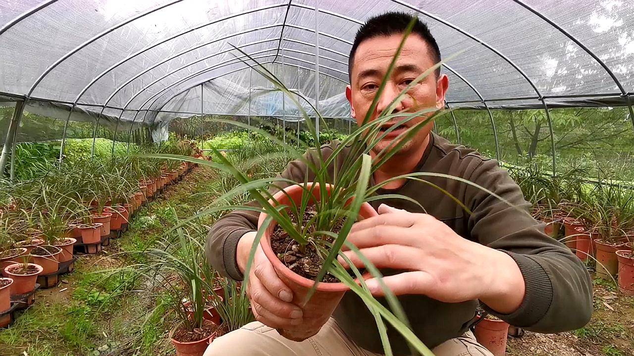 兰花交易网中国兰花交易网_兰花交易网中国兰花交易网下载_兰花交易网中国兰花交易网交