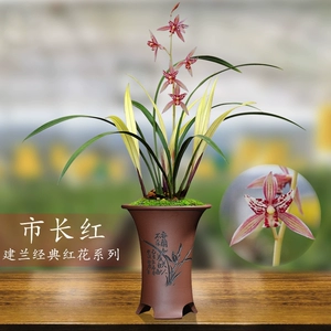 兰花交易网中国兰花交易网交_兰花交易网中国兰花交易网_兰花交易网中国兰花交易网下载
