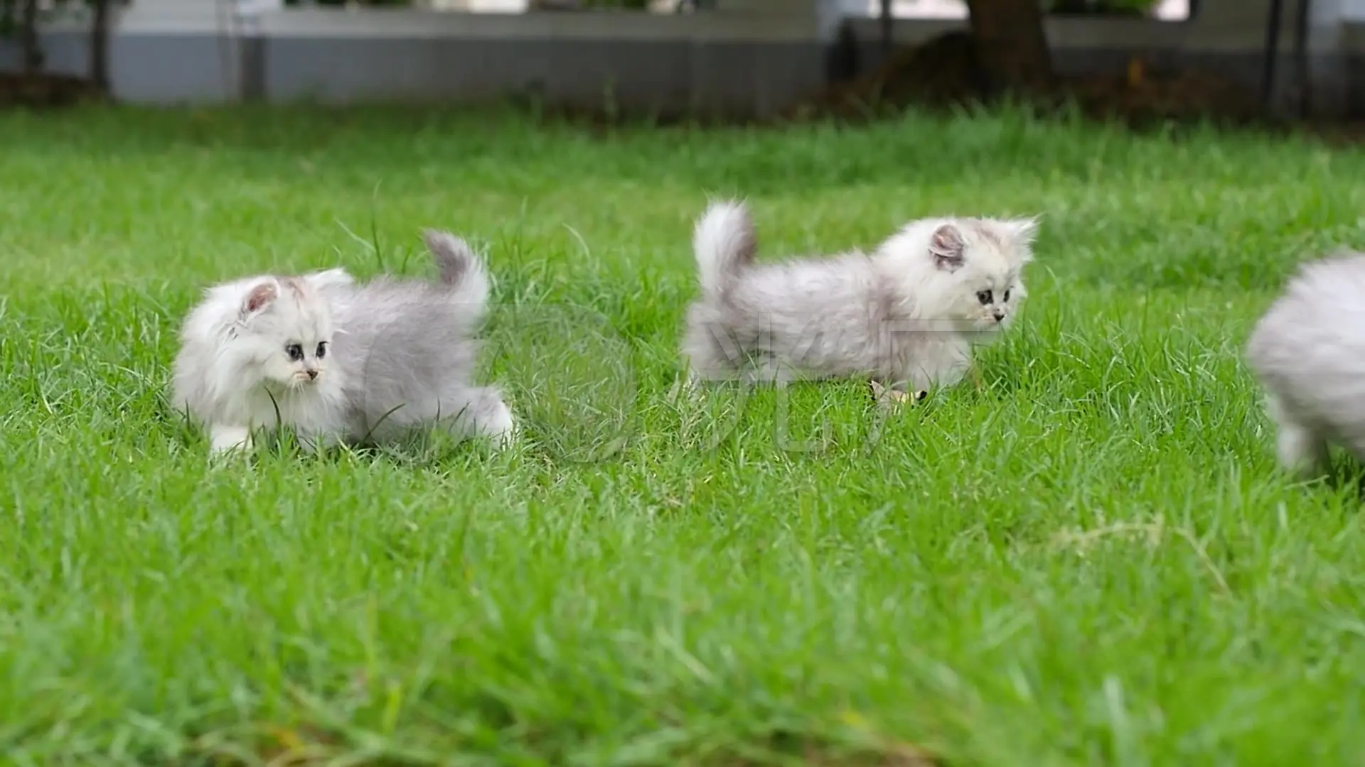 猫咪社区免费资源在线观看_猫咪社区免费资源在线观看_猫咪社区免费资源在线观看