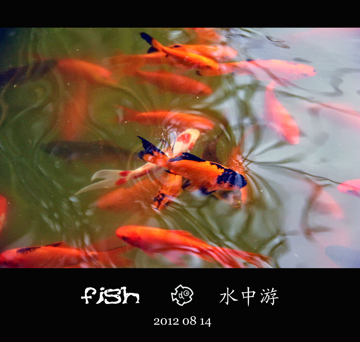 偷鱼贼_偷鱼贼_偷鱼贼