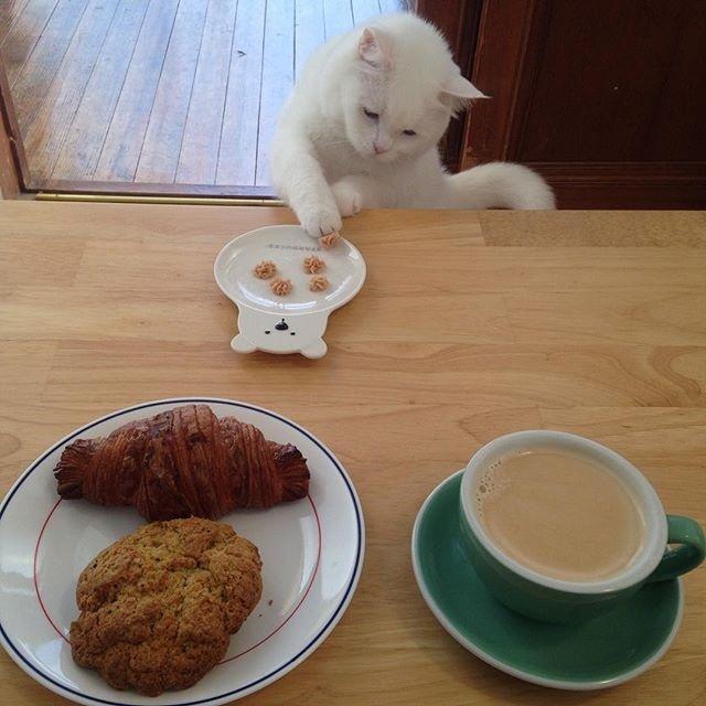 猫快乐时的表现_猫快乐的叫声_快乐猫