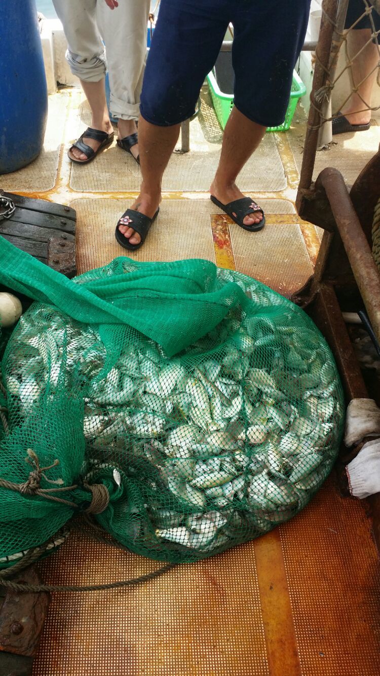 捕鱼淘金者凤起版本_淘金捕鱼_捕鱼淘金者