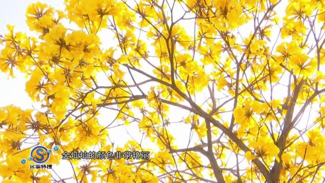 疾花体字_疾花空间设计_花疾