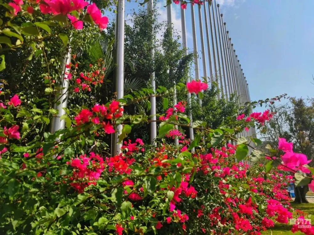 疾花体字_花疾_疾花空间设计