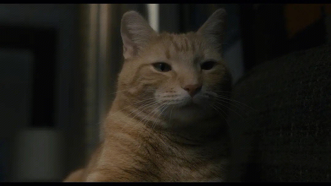 宝宝猫影视_影视猫百度云盘_猫影视