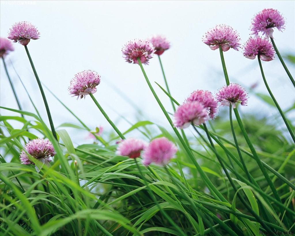 野花社区视频www_野花社区视频www_野花社区视频www