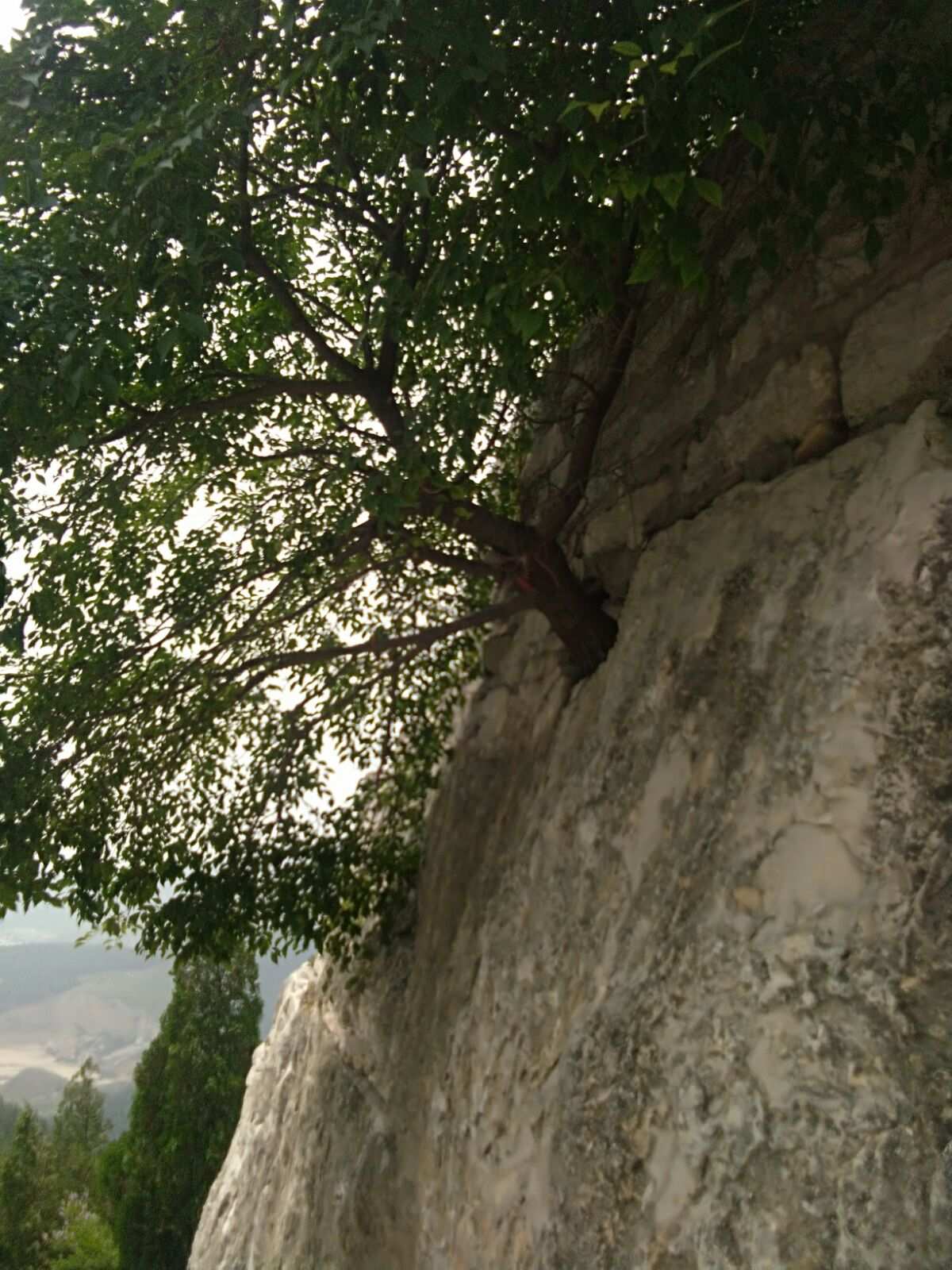 意树_意树男装_西安天地源枫林意树
