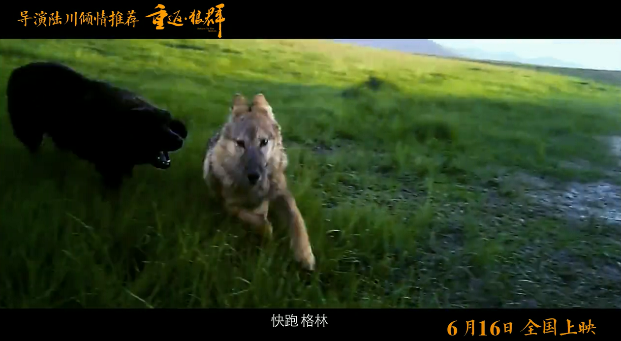 狼人杀白狼王和狼王_狼王2_天天酷跑冰封狼王和冰魄狼王