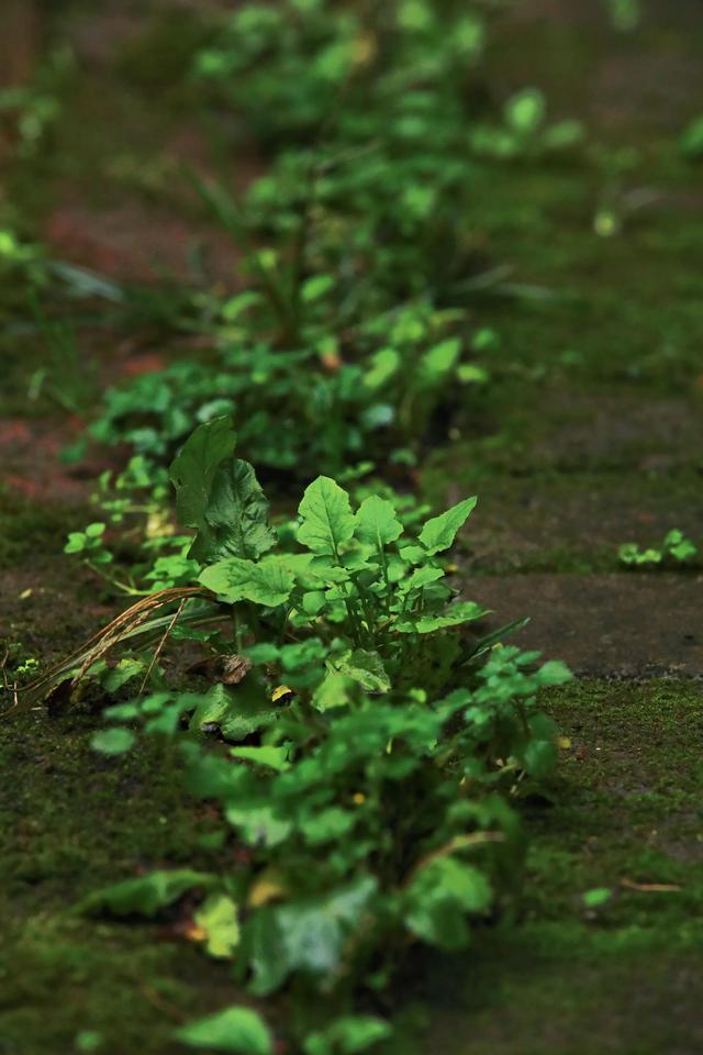 燃草好用吗_燃草书_燃草