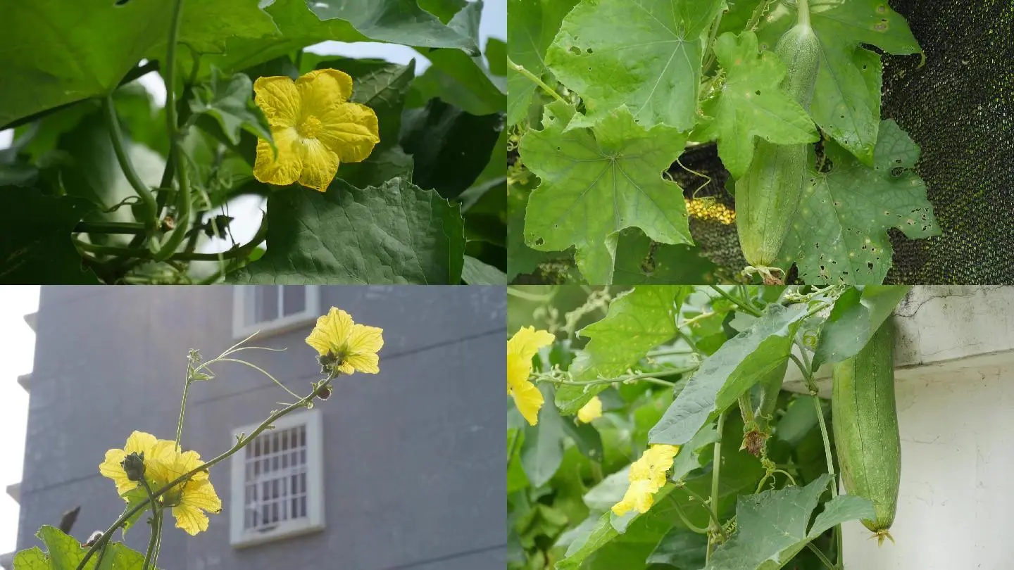 带棱的丝瓜怎么做好吃_丝瓜视频带你看另外世界_世界最大娃娃鱼视频看